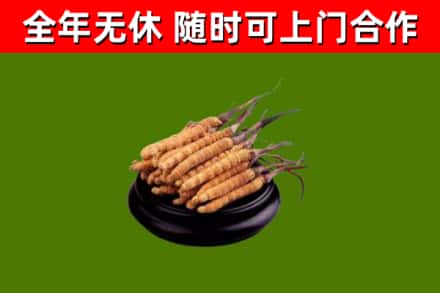 泸州市烟酒回收冬虫夏草.jpg