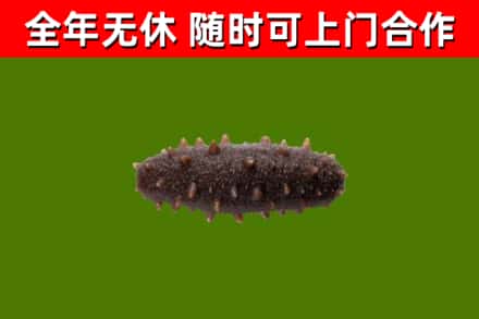 泸州市烟酒回收干海参.jpg